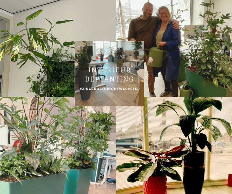 interieurbeplanting batist